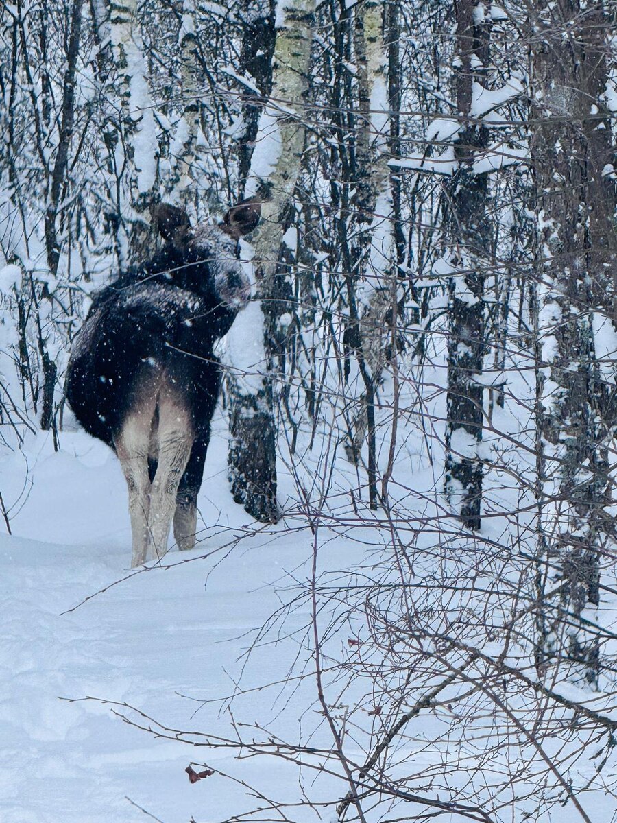Наивный Чукотский мальчик