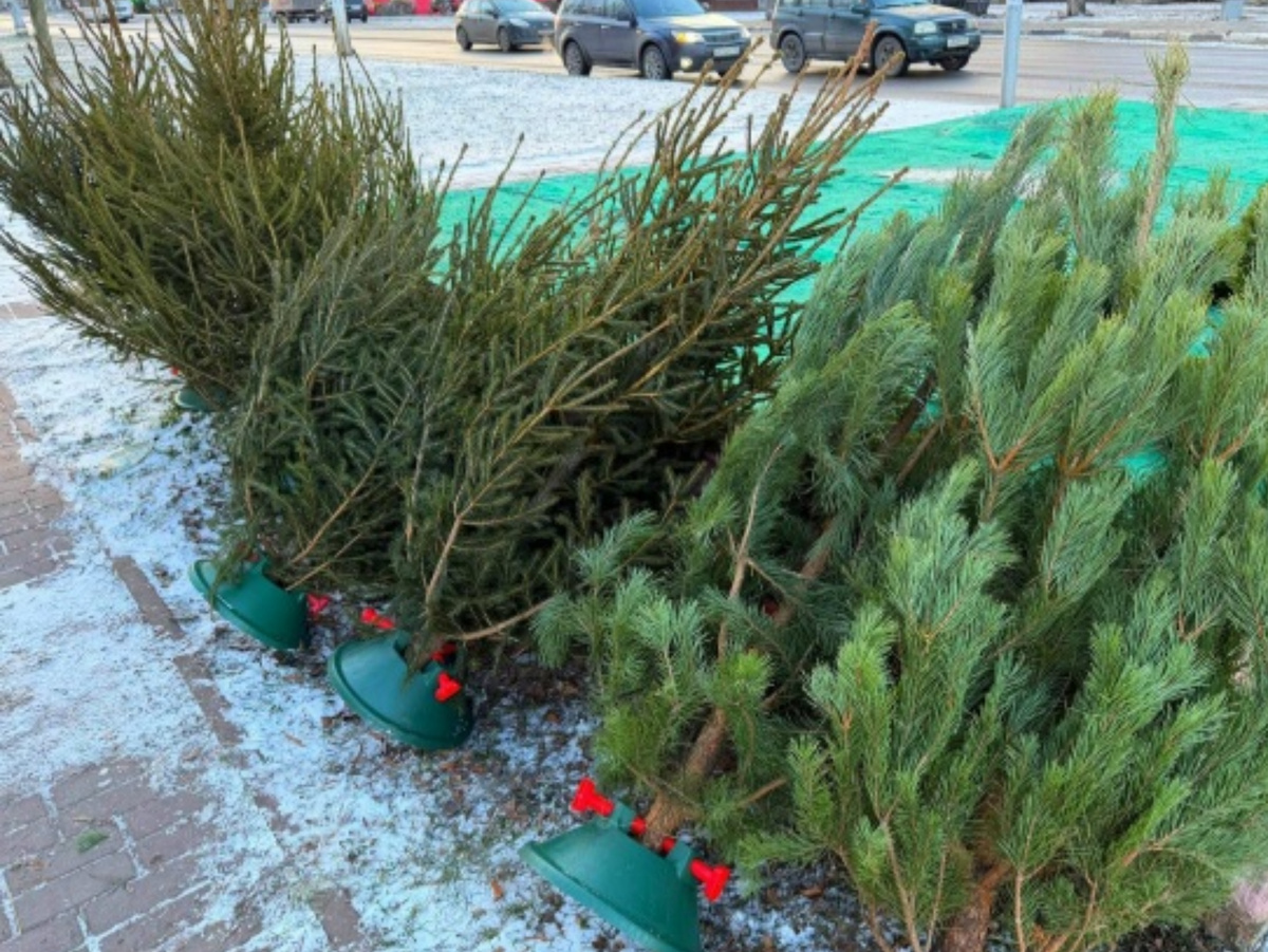    Фото: Раменский медиацентр