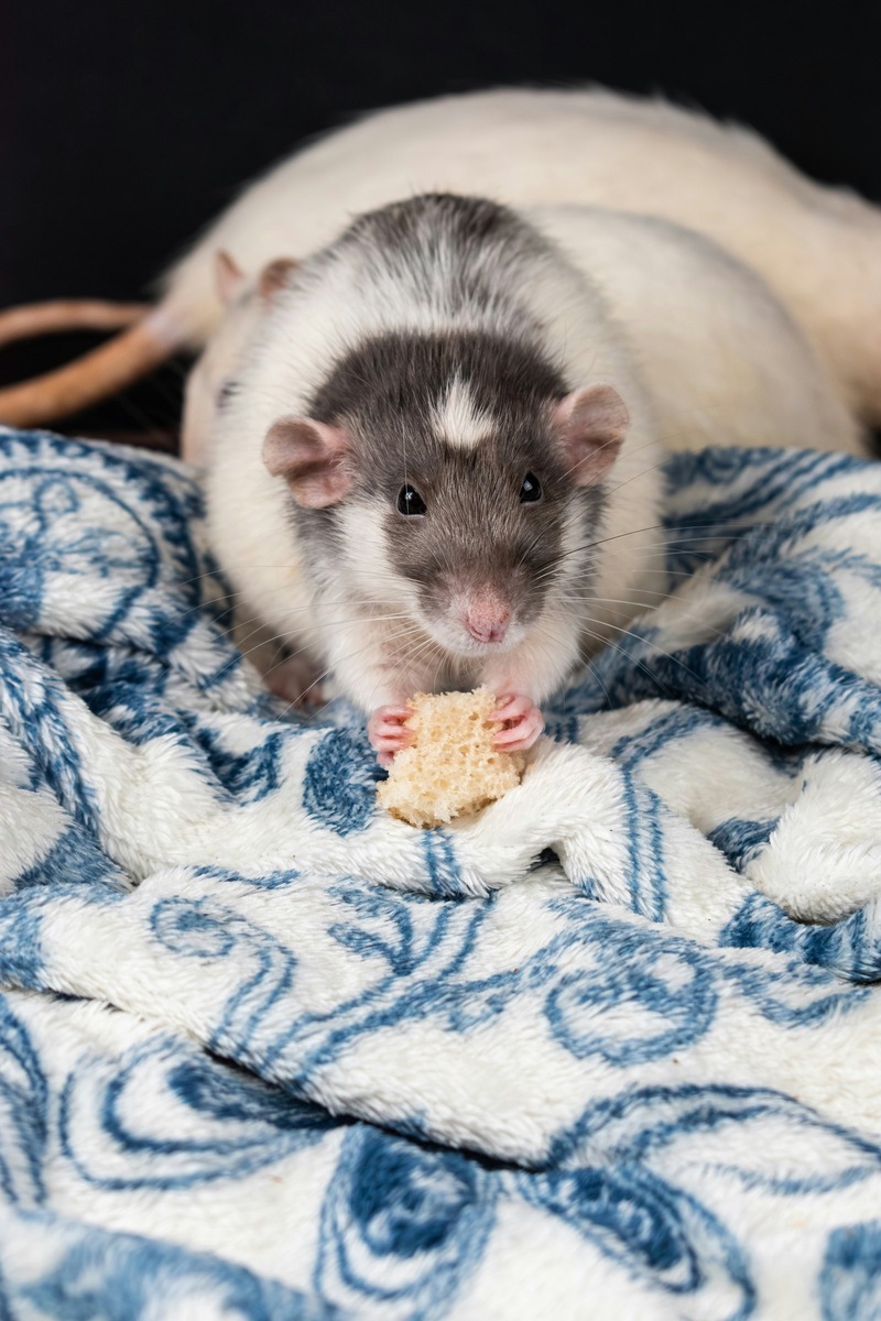    Декоративные крысы — социальные и умные животные, нуждающиеся в заботе человека