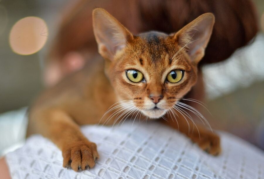     / Источник: © Владимир Песня/РИА Новости