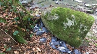    t.me/live_kuban Юлия Виноградова