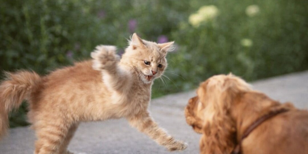 Может ли кошка «победить» собаку: почему равный вес — опасная иллюзия