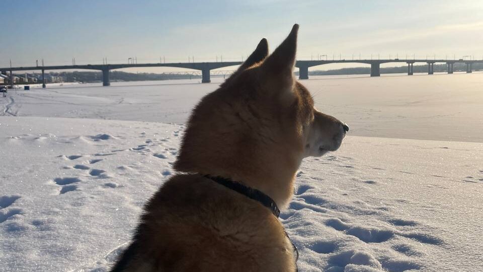 Большое собачье (и не только) путешествие по Золотому кольцу России