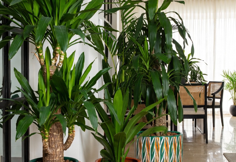 Как сделать драцену по-настоящему роскошной: блеск листьев, архитектура кроны и физиология здоровья