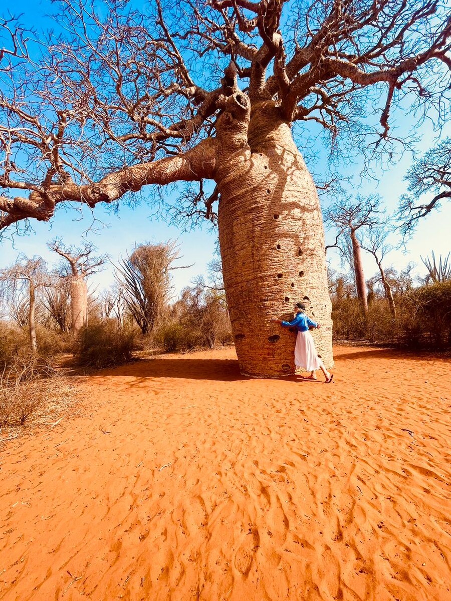 Баобаб объятия