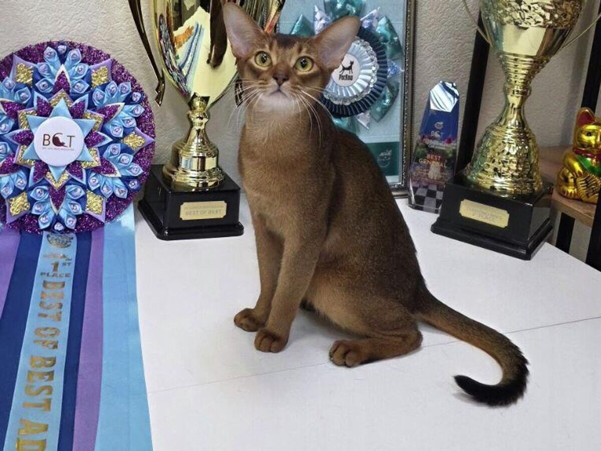    Кот по кличке Дарлен Флер Далмор Блэк | © Фото предоставлено питомником абиссинских кошек Darlen Fleur