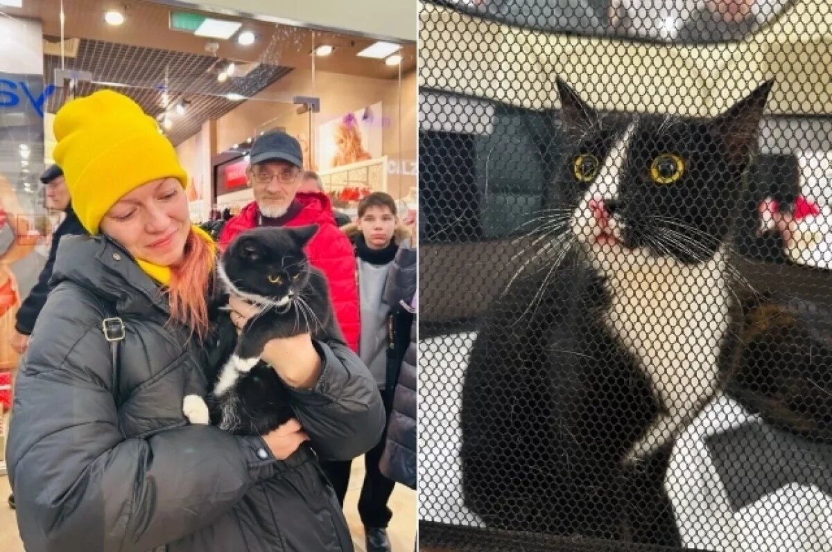    В Твери на рождественской выставке сразу 10 кошек нашли новый дом