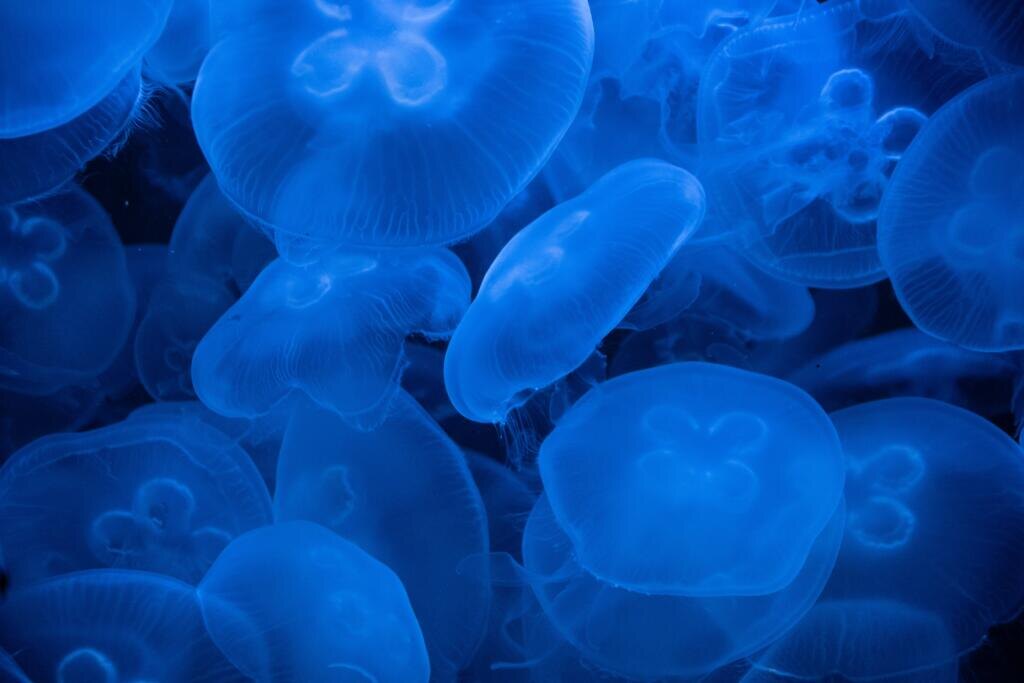    A closeup shot of Aurelia or moon jellyfishes illuminated with a blue light on a dark background Журналист