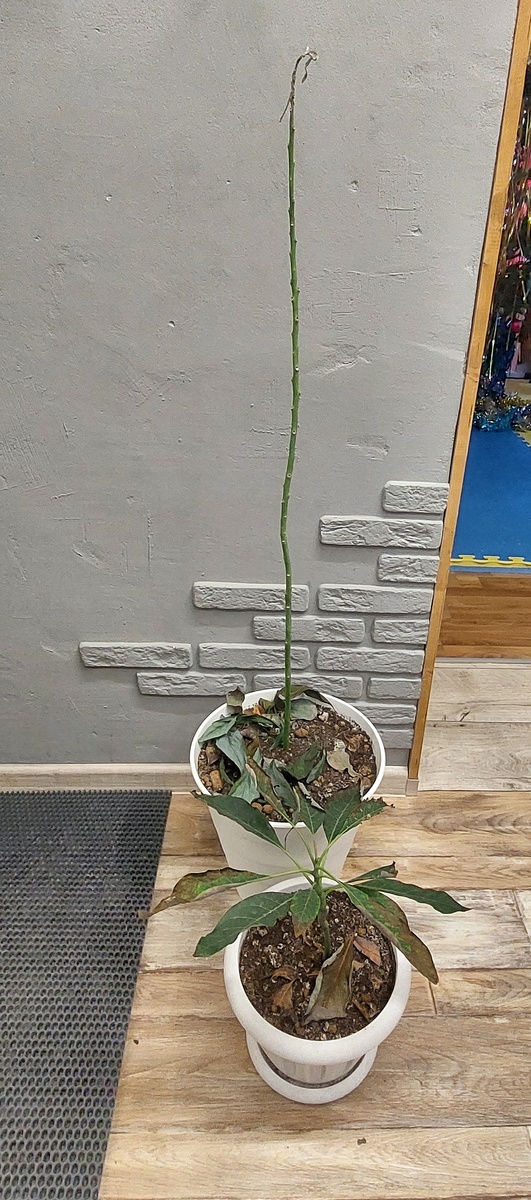 Бедняги авокадо ушли в свой вечнозелёный Эдем 🤷🏻‍♀️