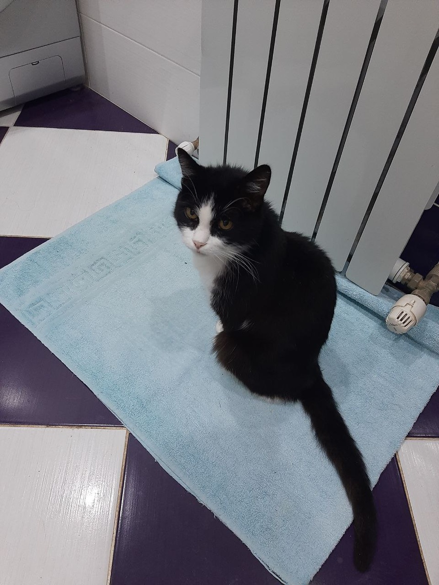 Строгий котик Мефодий