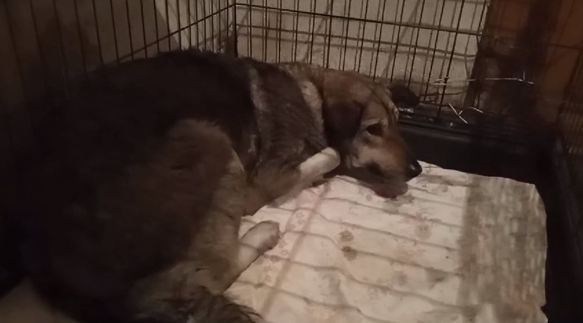 Первая ночь Фортуны в доме Бродячего ангела