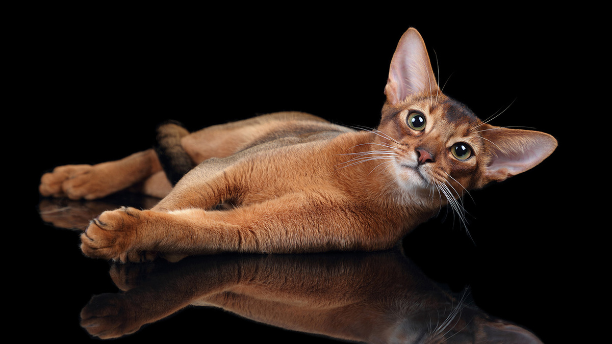   Adobe Stock- Архивное фото