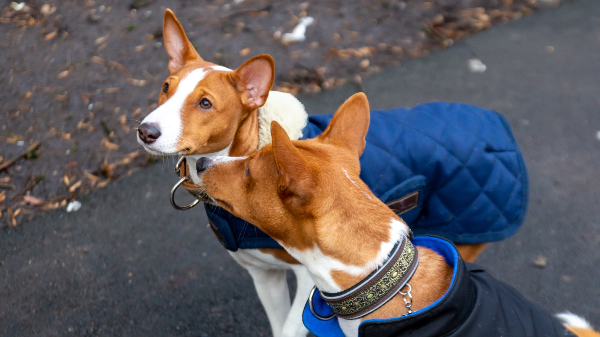 Кому-то с одной собакой не справиться, – тяжело, мол, – а другому подавай двух-трёх. Фото А. Смирнов