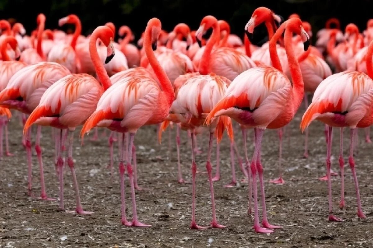    Под Феодосией заметили стаю розовых фламинго