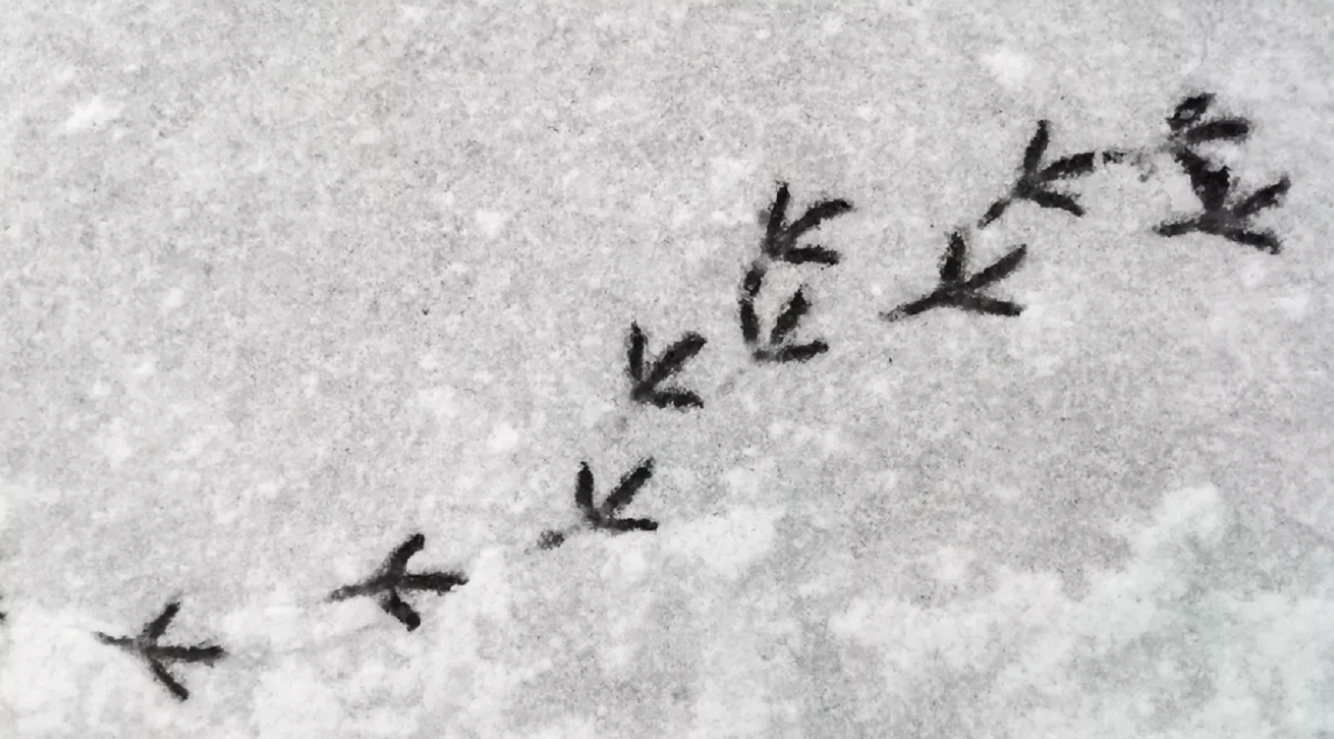 Фото: uk.pinterest.com
