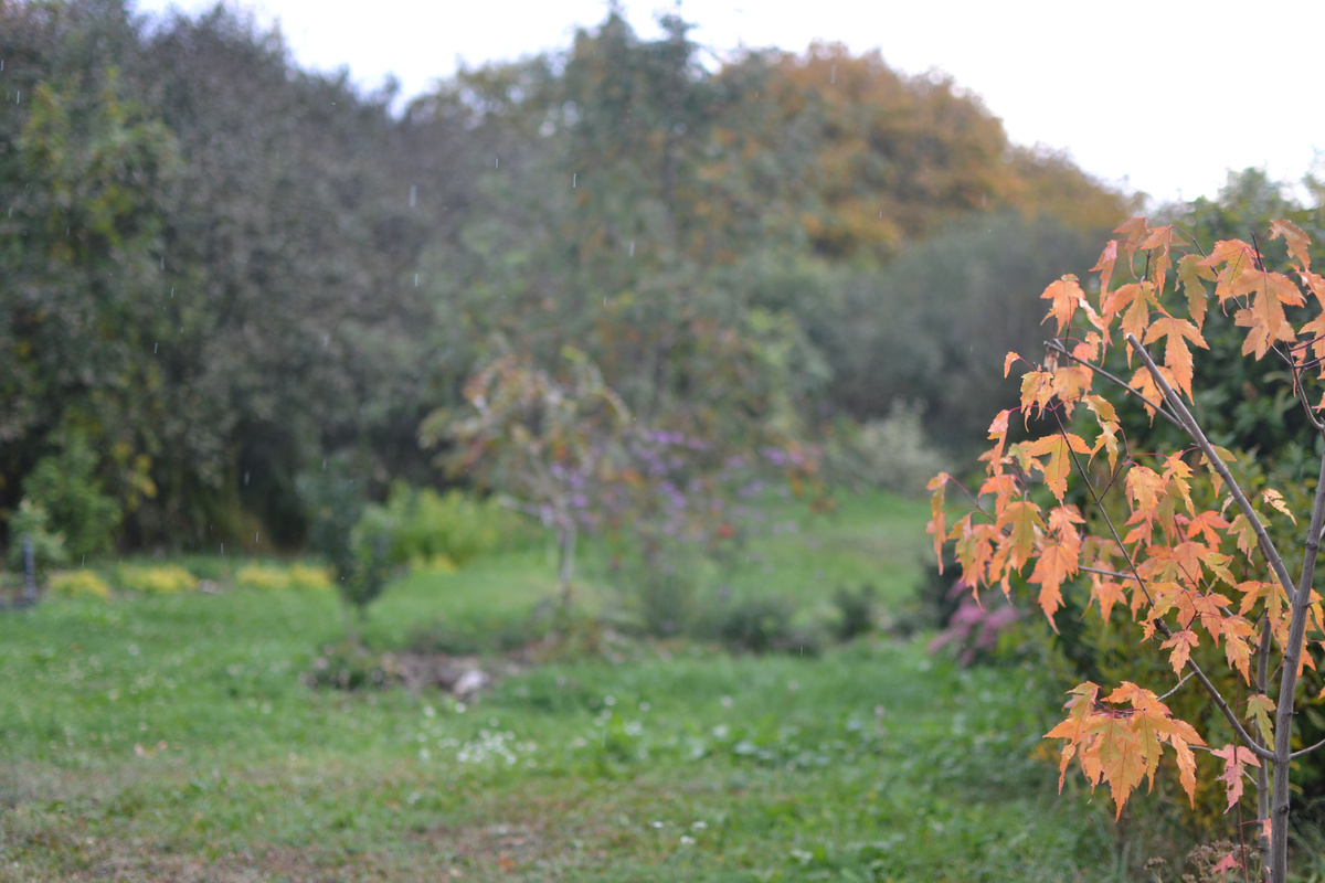 Справа осенняя окраска клена гиннала в моем саду