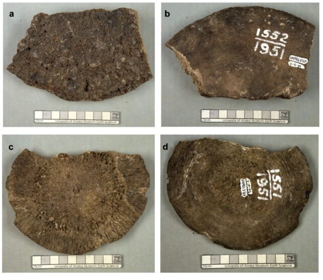 Фотографии двух пластинок позвонка, показывающие нижнюю и верхнюю поверхности каждой из них. (Музей Севера при Университете Аляски). Источник: sciencealert.com
