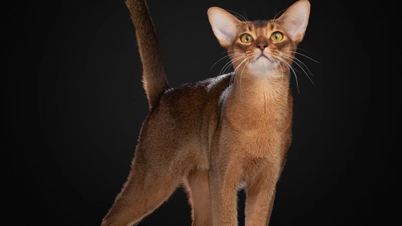     Самый красивый в мире кот 2025 из России. Сайт Всемирной федерации кошек