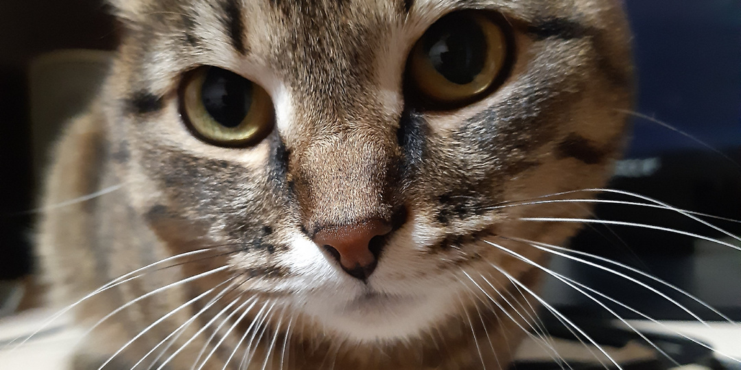 Мысли, шкаф и чужой "муж на час"