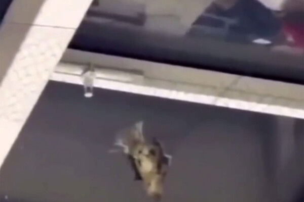 Telegram-канал Москвач • Новости Москвы 