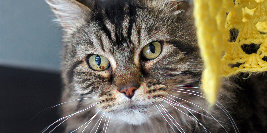 Когда кошки начинают стареть, и чем их старость отличается от собачьей