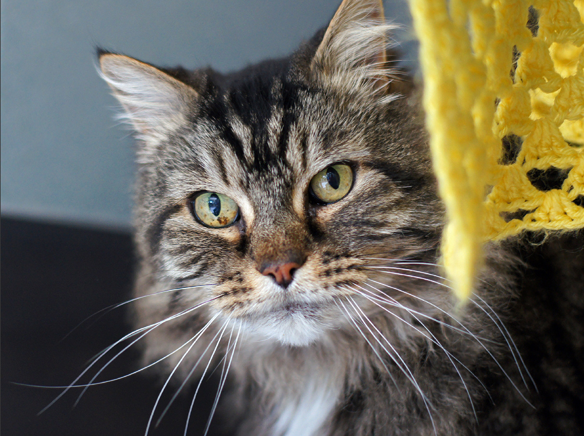 Фотография: hehaden, CC BY-NC 2.0