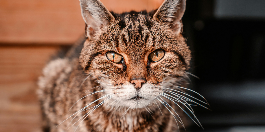 Когда кошки начинают стареть, и чем их старость отличается от собачьей