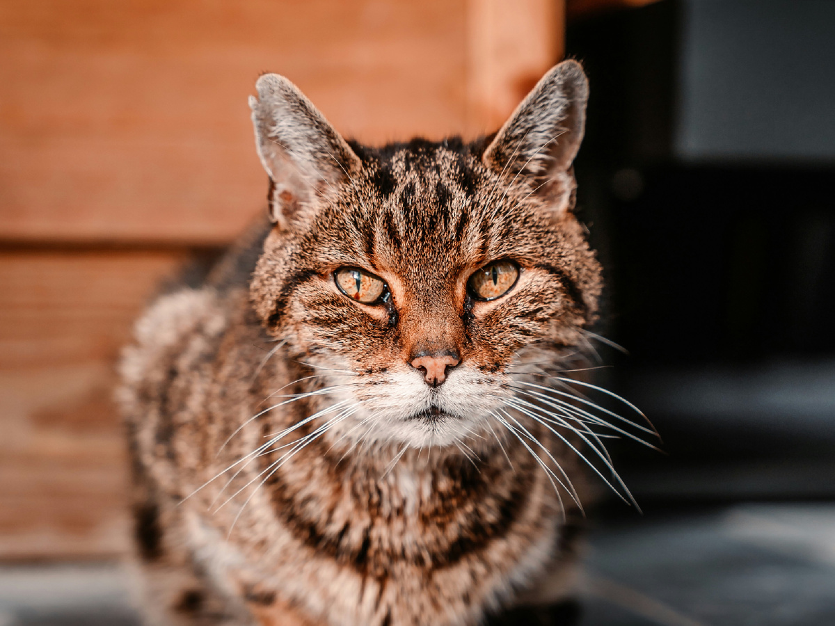 Поэтому Матильда будет держать марку! Даже если суставы скрипят, как немазаная телега, а сердце то и дело отбивает морзянку в районе кадыка.
