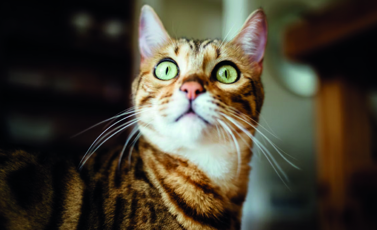 Домашний кот стал бояться всего. Фото - Unsplash.com, Paul Hanaoka