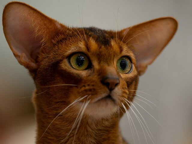    Фото: 123RF.com/artysta