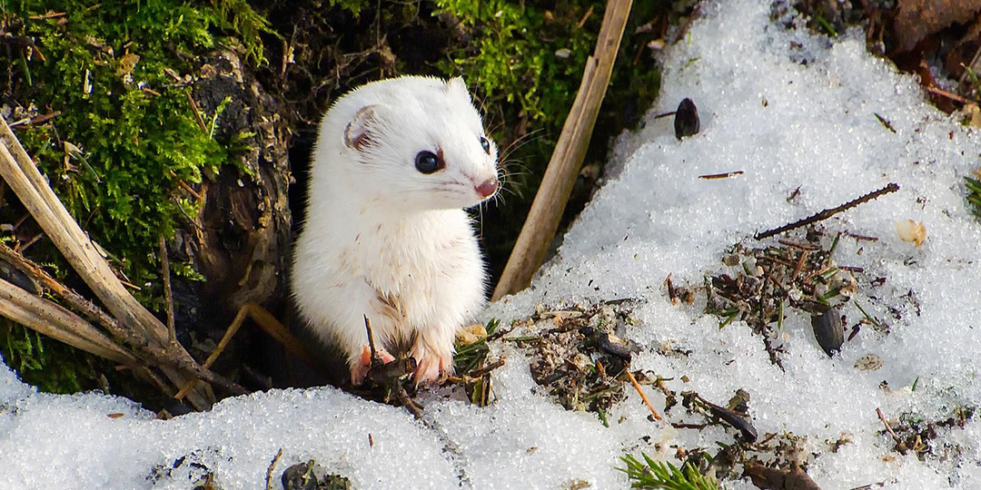 Осторожные лисы и грациозные ласки: каких животных можно заметить зимой на природных территориях Москвы