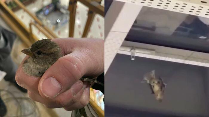 Обложка © Telegram / «Мурена Настя», «Москва 24»