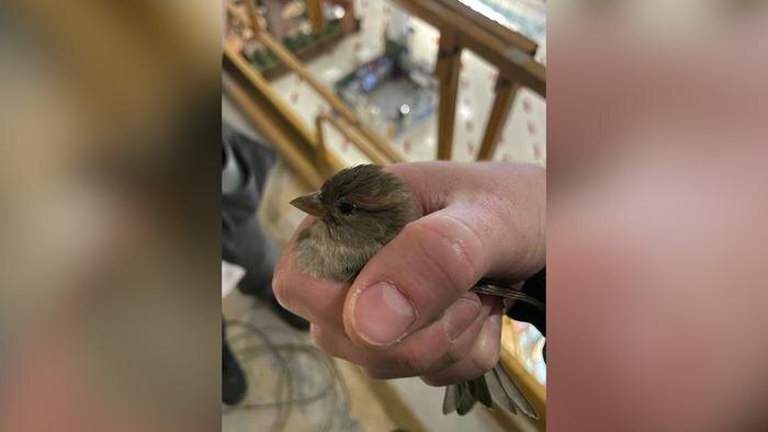 Птица, вызволенная из сетки в ТЦ «Авиапарк» в Москве. Фото @ Telegram / «Мурена Настя»