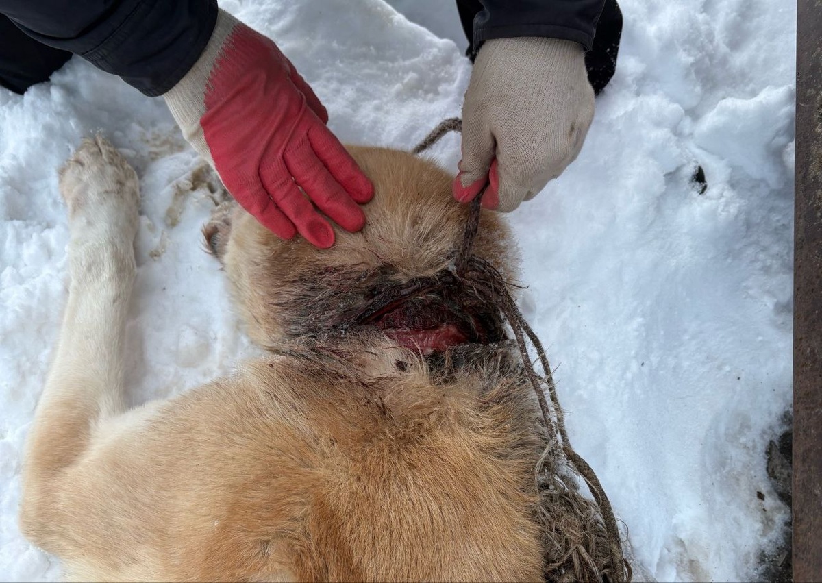    Волонтёры спасли погибавшего на цепи алабая из Прионежья© Заозерье Карелия