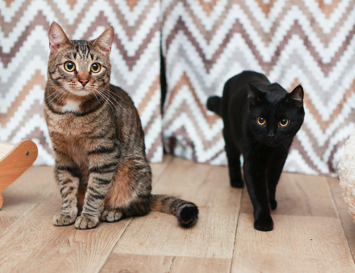 Но если что в обиду себя не дам или быстро убегу:)