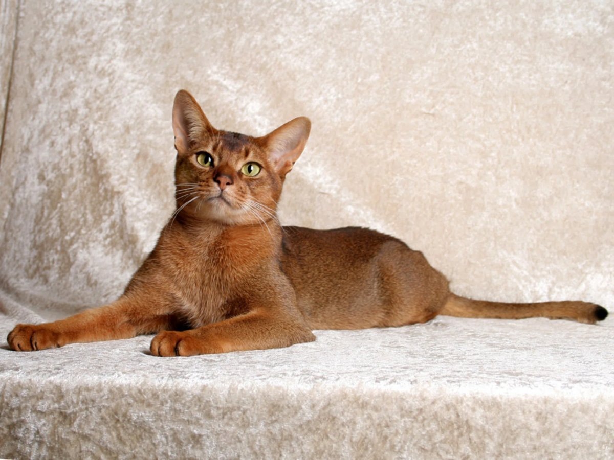     Абиссинский кот набрал 19 726 баллов (архивное фото)