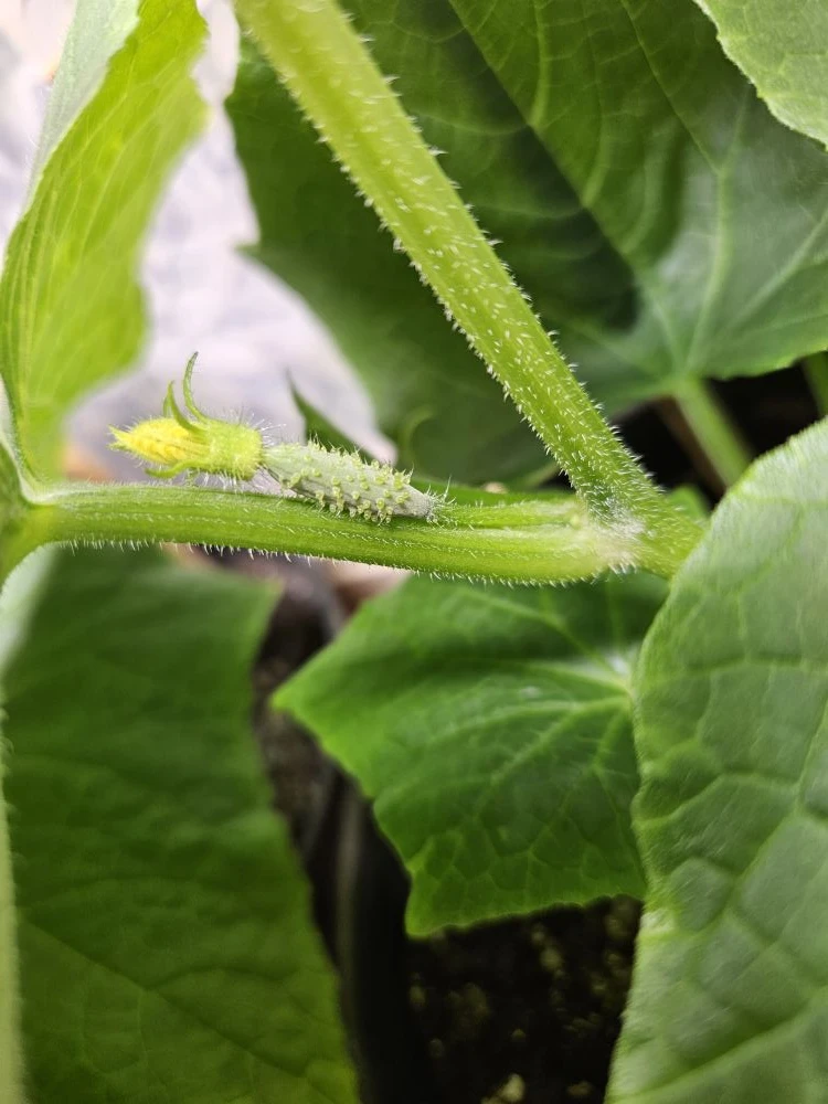 Наш малышочек