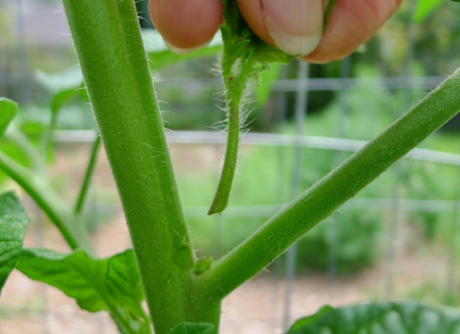 Пасынок пример