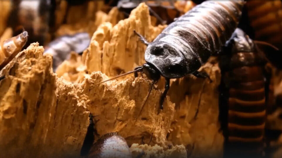 ФОТО: Кадр из программы "Как устроен мир", РЕН ТВ