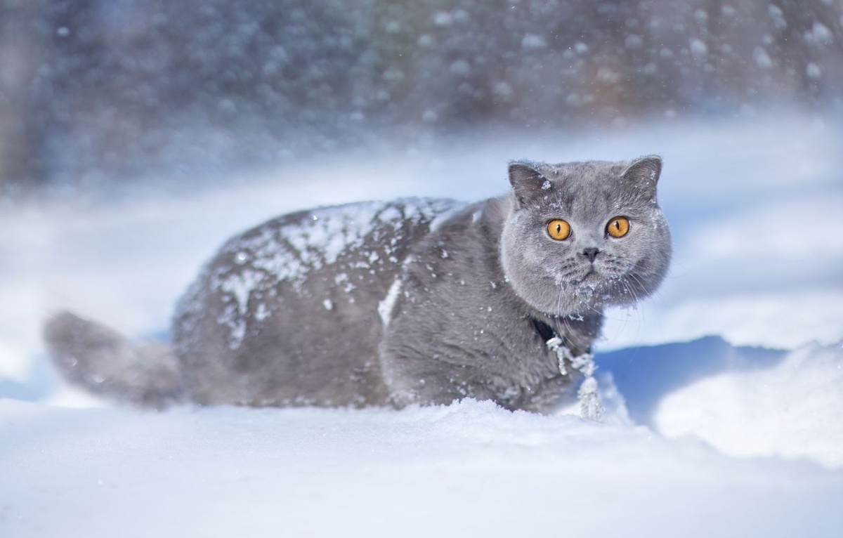 Официальный сайт World Cat Federation (WCF)