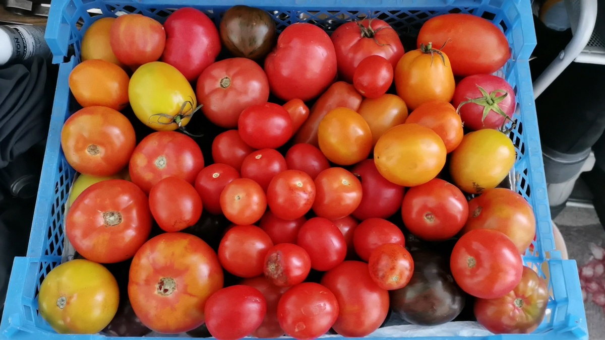 Хоть и даже будет не велик ранний урожай, но лишним он точно не будет!