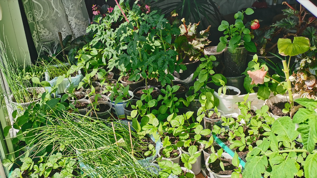 До перевалки в больший объем, рассада томатов росла в 500 мл. стаканах. Сезон 2025. 