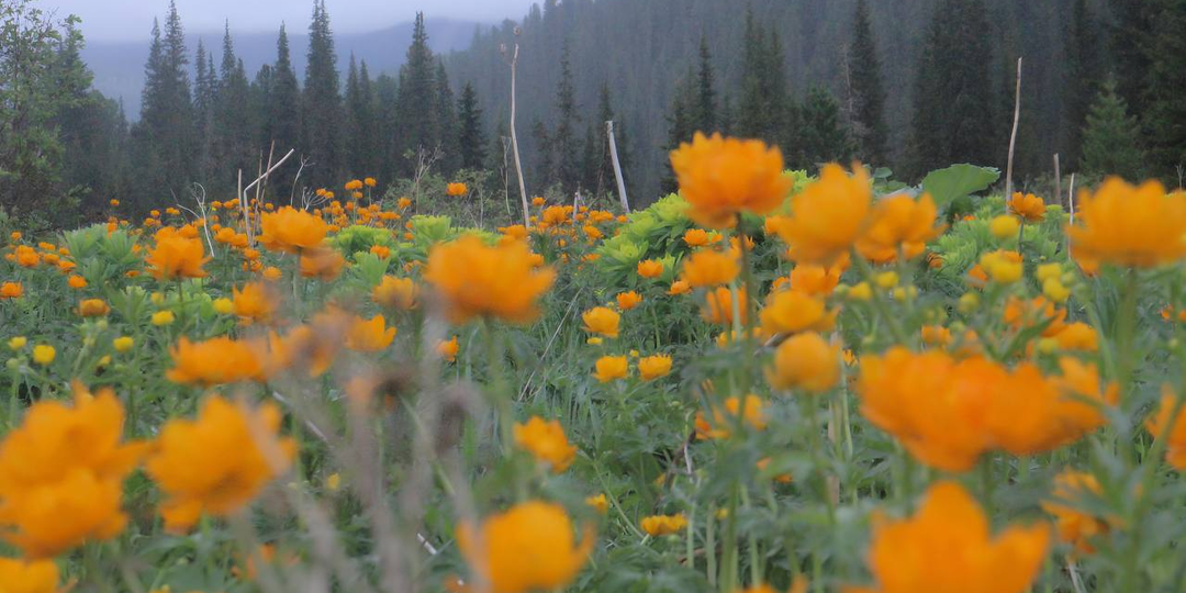 С днём заповедников и национальных парков!