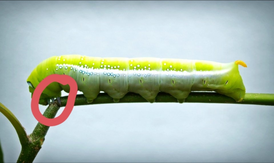 Настоящие ноги