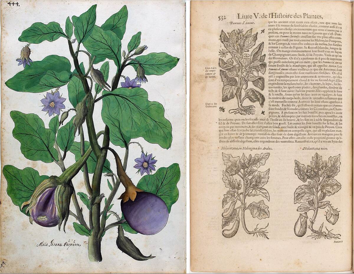 Немецкий Magnarum Medicinae partium Herbariae et Zoographiae Imagines, 1553 г.; Histoire Générale des Plantes, Dalechamps, 1615, который называл баклажаны «pommes d’amour» («яблоки любви») — термин, который мы обычно считаем ранним названием помидора.