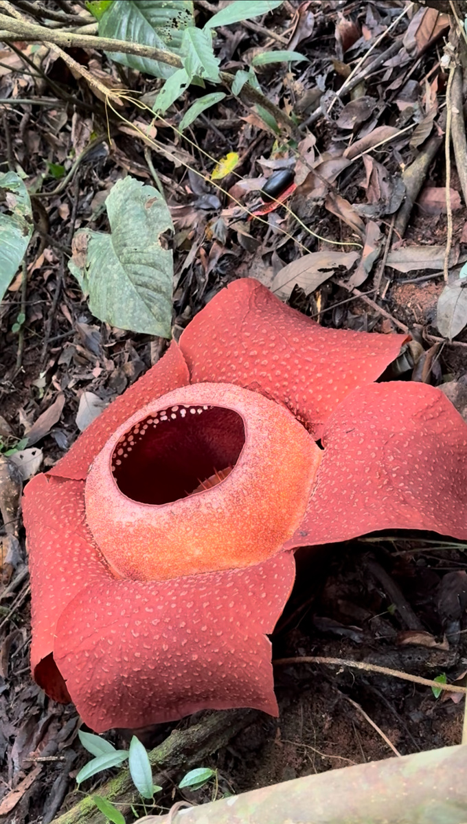 Чуть выше раффлезии проползает огненная улитка - идеальная пара по цветовой гамме и по редкости и на одной фотографии!