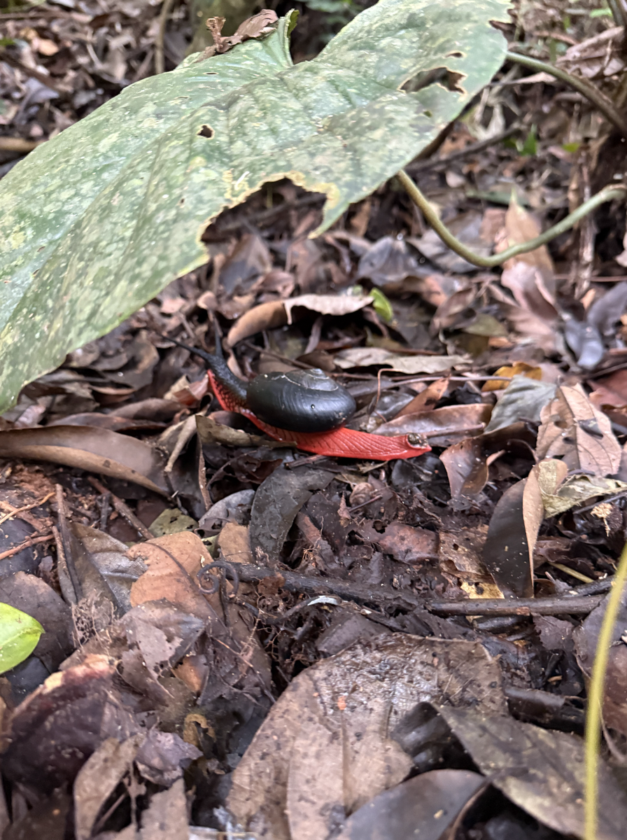 Самая большая наземная улитка в Малайзии - огненная улитка (fire snail)