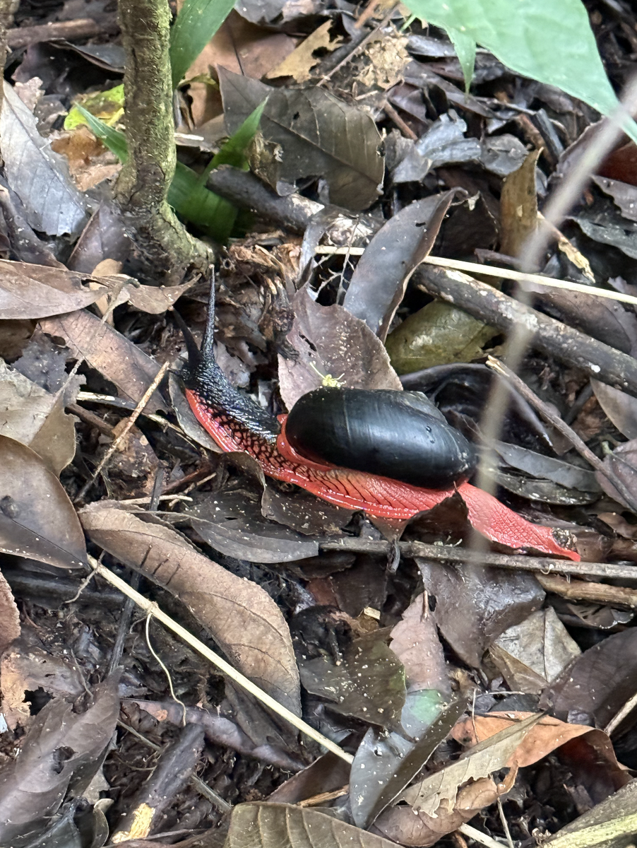 Улитка Дракула достигает около 20 см в длину.