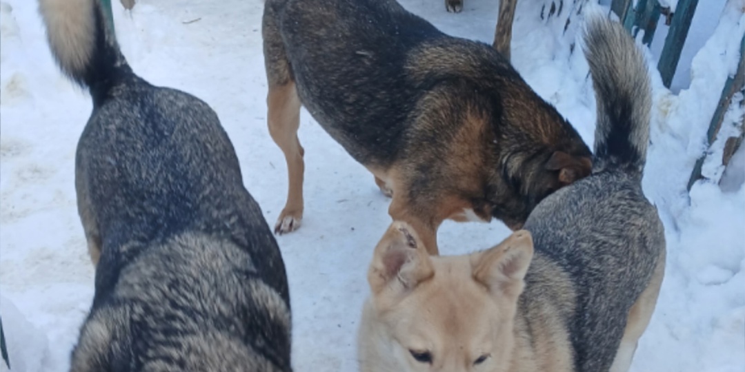 🙏🏽 Голодные глазки ждут! Протяните лапу помощи хвостикам! ❤️