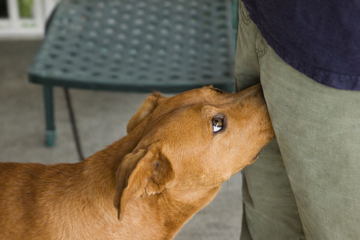 Собака нюхает человека 